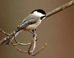 Black-capped Chickadee