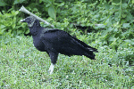 Black Vulture