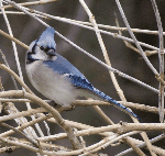 Blue Jay