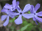 Wild Blue Phlox