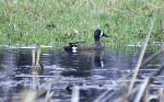 Blue-winged Teal