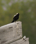 Bobolink