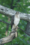 Broad-winged Hawk