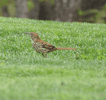 Brown Thrasher