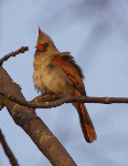 female Northern Cardinal