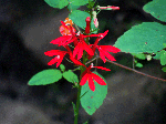 Cardinal Flower