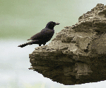 Common Grackle