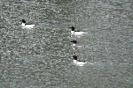 Common Mergansers
