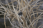 Dark-eyed Junco