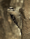Downy Woodpecker