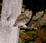 Eastern Screech Owl