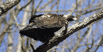 Golden Eagle