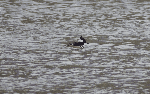 Hooded Merganser