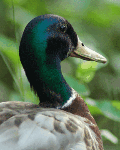 Mallard