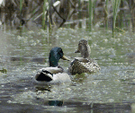 Mallards