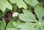Mayapple