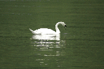 Mute Swan