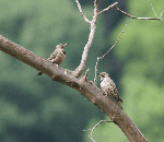 Northern Flickers