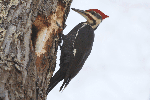 Pileated Woodpecker