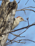 Red-bellied Woodpecker