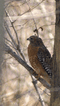 Red-shouldered Hawk