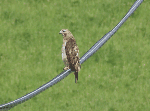 Red-tailed Hawk