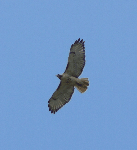 Red-tailed Hawk