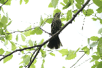 female Red-winged Blackbird