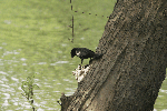 male Red-winged Blackbird