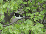 Rose-breasted Grosbeak