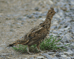 female Ruffed Grouse