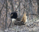 male Ruffed Grouse