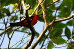 Scarlet Tanager