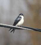 Tree Swallow