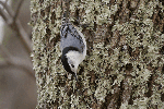 White-breasted Nuthatch