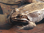 Wood Frog