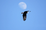 Adult Bald Eagle soaring