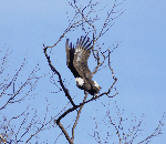 adult eagle taking flight