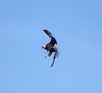 adult bald eagle soaring