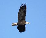 adult bald eagle soaring