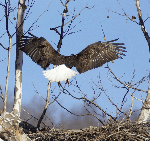 adult bald eagle landing on the nest