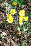 Coltsfoot