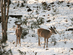 Deer in snow