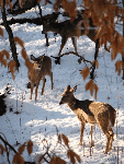 Deer in snow