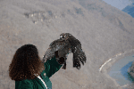 Peregrine Falcon Release