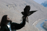 Peregrine Falcon Release