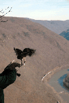 Peregrine Falcon Release