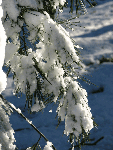 Pine with snow