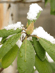 Rhododendron with snow
