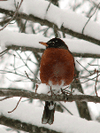 American Robin